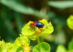 Lebia