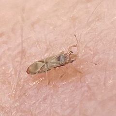 Thaumastocoris peregrinus