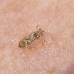 Thaumastocoris peregrinus