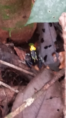 Dendrobates tinctorius