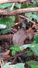 Dendrobates tinctorius