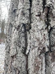 Punctelia missouriensis