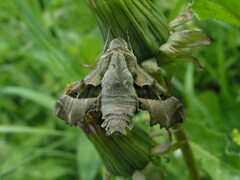 Proserpinus proserpina