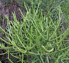 Euphorbia tirucalli