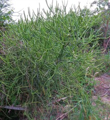 Euphorbia tirucalli