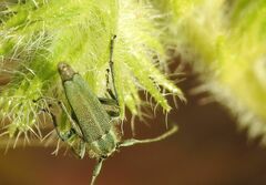 Phytoecia caerulescens