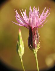 Crupina crupinastrum