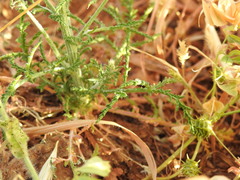 Crupina crupinastrum