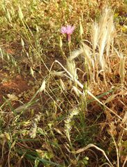 Crupina crupinastrum