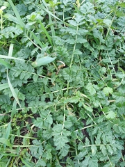 Erodium cicutarium cicutarium