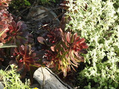Aeonium arboreum