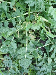 Erodium cicutarium cicutarium