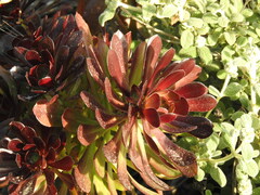 Aeonium arboreum