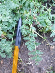 Erodium cicutarium cicutarium