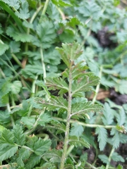 Erodium cicutarium cicutarium
