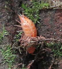 Androniscus dentiger