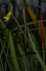 Crotalaria pilosa