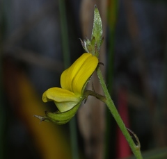 Crotalaria pilosa