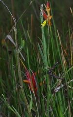 Crotalaria pilosa