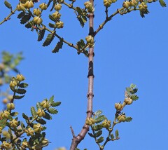 Larrea nitida