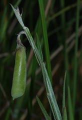 Crotalaria pilosa