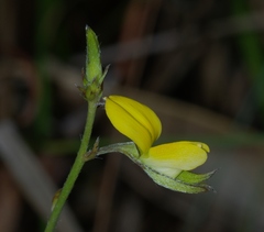 Crotalaria pilosa