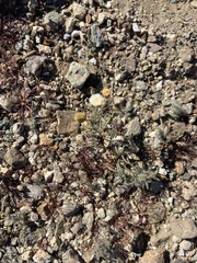 Chaenactis carphoclinia