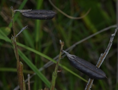 Crotalaria pilosa