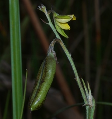 Crotalaria pilosa