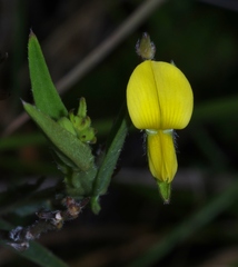 Crotalaria pilosa