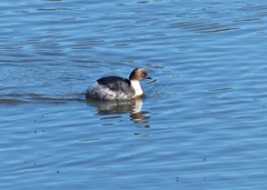 Podiceps occipitalis