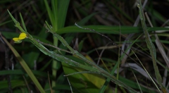Crotalaria pilosa