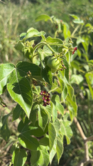 Jatropha gossypiifolia