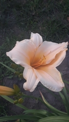 Hemerocallis ×hybrida