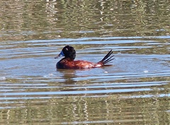 Oxyura ferruginea