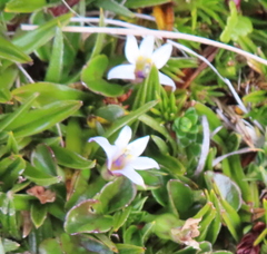 Lobelia pratiana