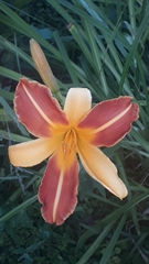 Hemerocallis ×hybrida