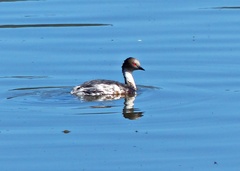 Podiceps occipitalis