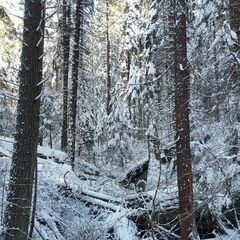 Sequoiadendron giganteum