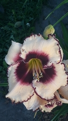 Hemerocallis ×hybrida