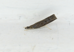 Neodactria luteolellus
