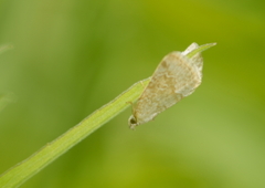 Protodeltote albidula