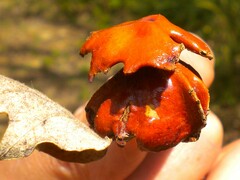 Andricus dentimitratus