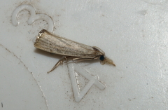 Crambus albellus
