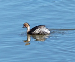 Podiceps occipitalis