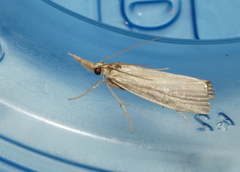 Crambus albellus