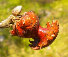 Andricus dentimitratus