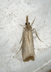Crambus albellus