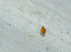 Sminthurinus henshawi