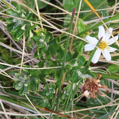 Chiliotrichum diffusum